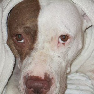 Meet your Posher, Meghan